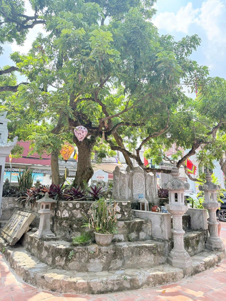 Cây nhãn Tổ