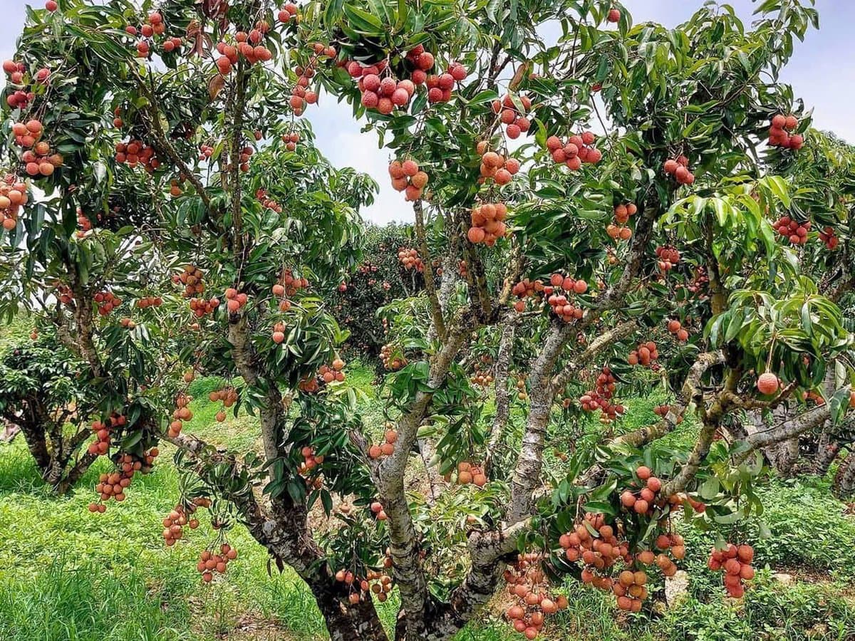 Vườn vải trứng Hưng Yên (ảnh minh họa)