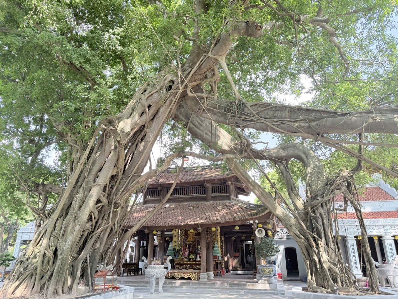 Cây đa cổ thụ trước Đền Mẫu