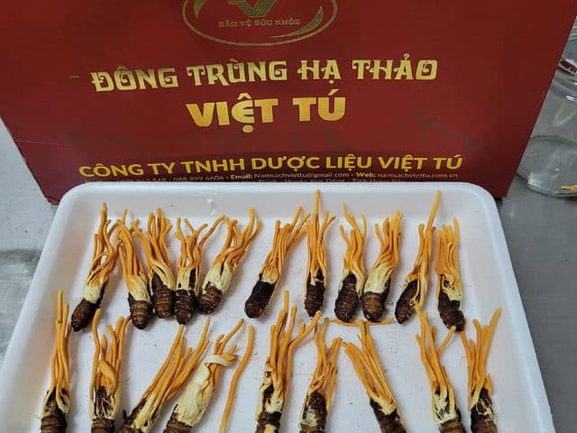 Đông trùng hạ thảo Việt Tú