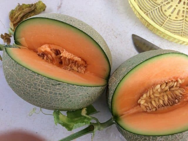 Dưa lưới An Thịnh Phát