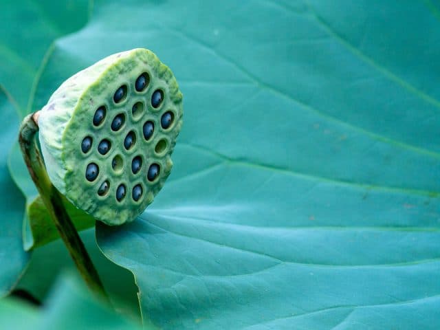 Đài sen