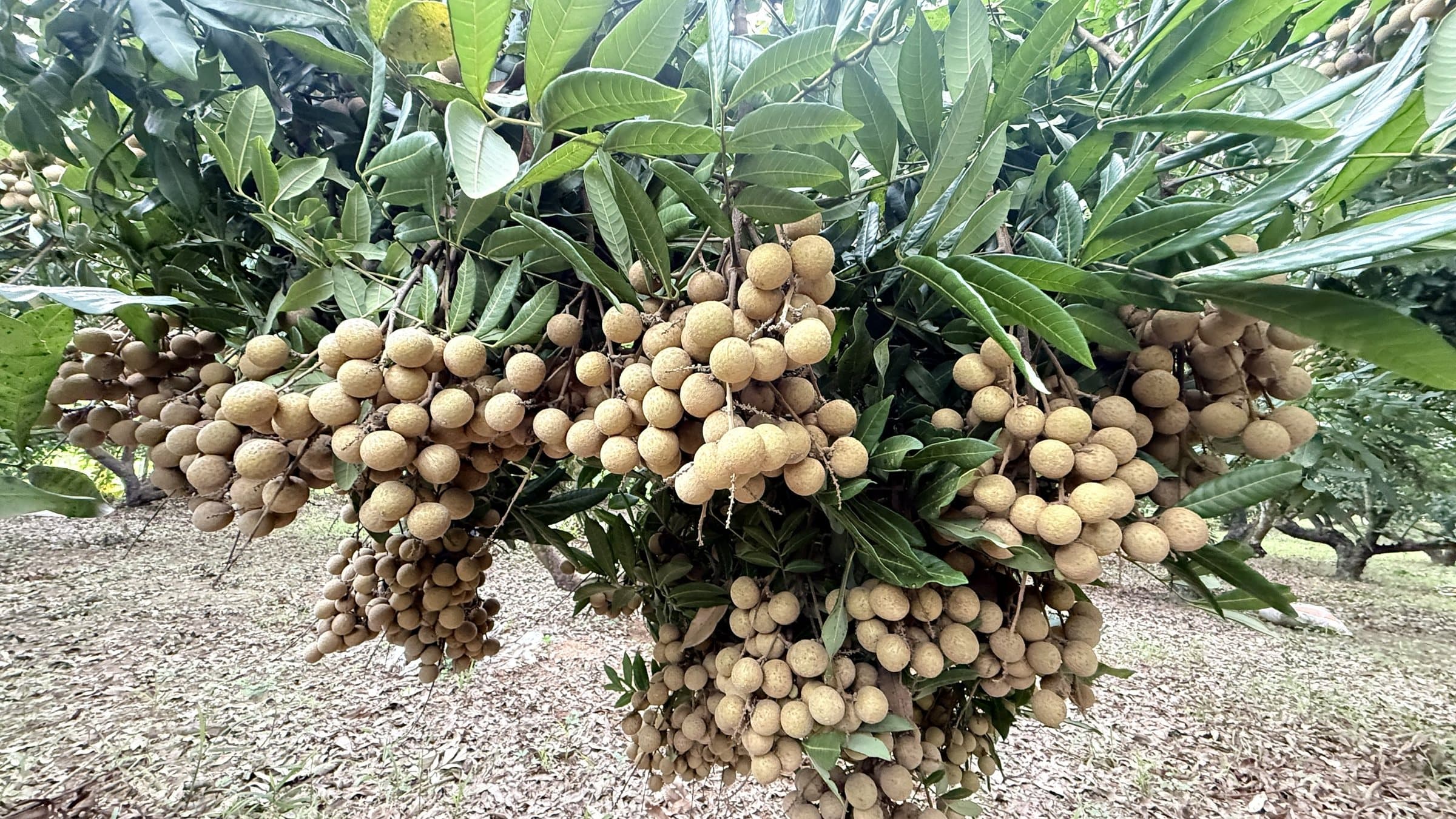 Chùm nhãn chín trên cây